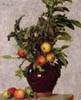 Vase with Apples and Foliage